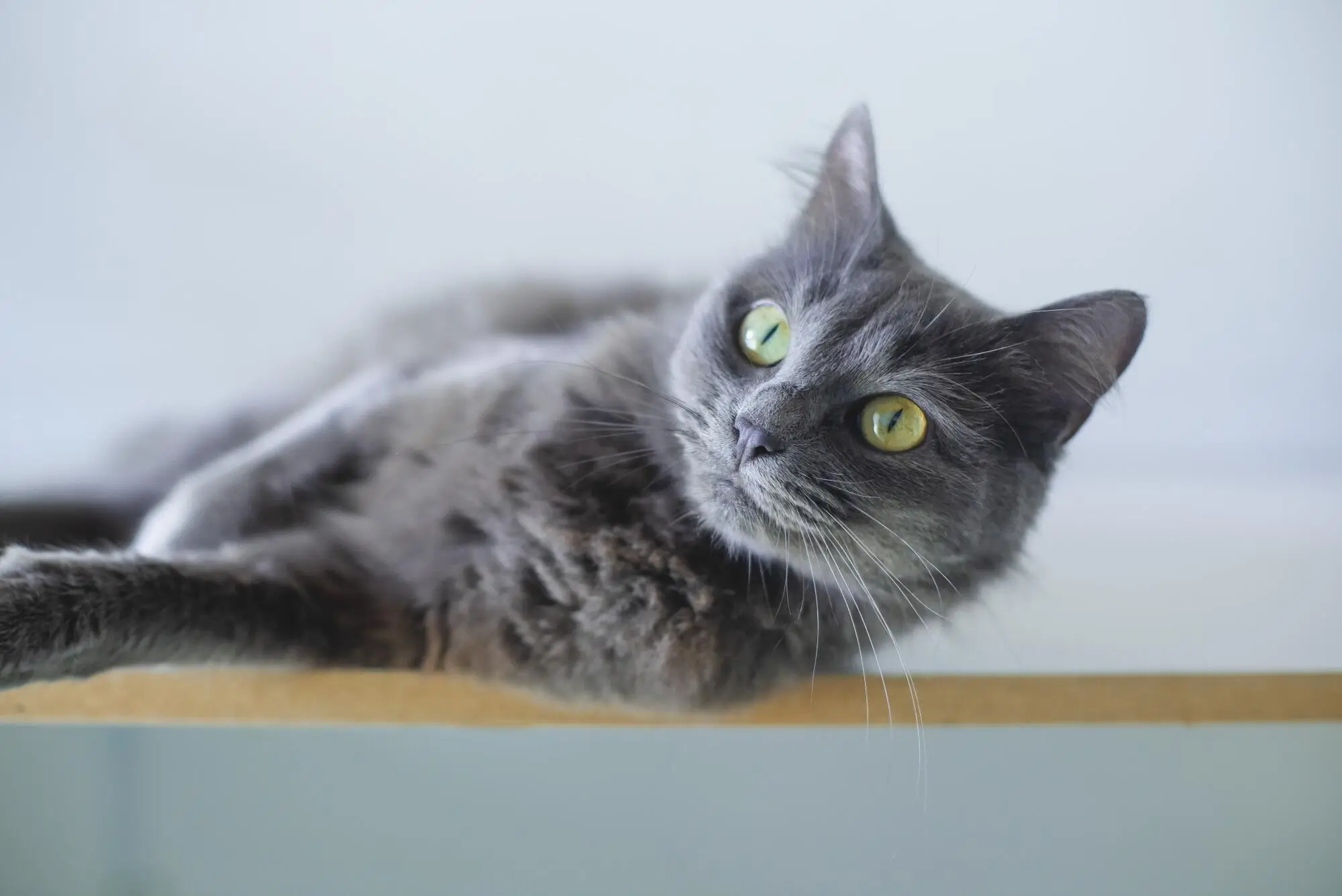 Navigating Pets in HOA Communities: Rules & Tips